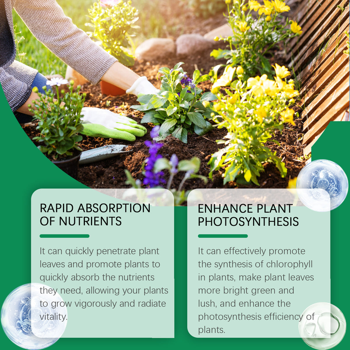 Spray chlorophylle, nutriment pour plantes